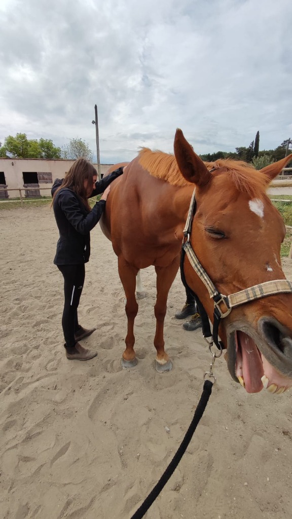 photo cabinet Sarah Rosse - Ostéopathe animalier 