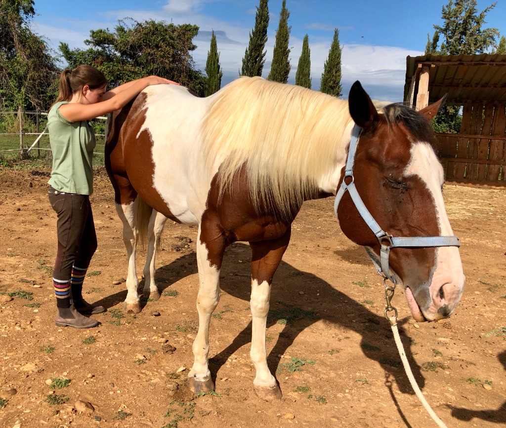 photo diplome Sarah Rosse - Ostéopathe animalier 