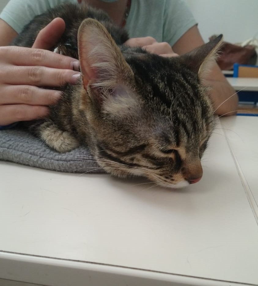 photo portrait Sarah Rosse - Ostéopathe animalier 