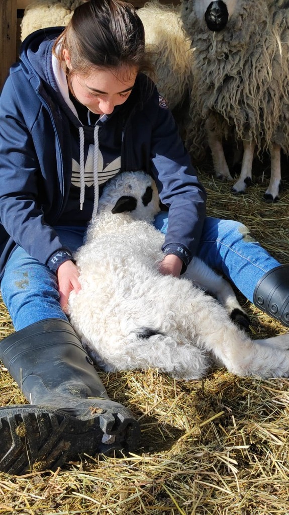photo seance Sarah Rosse - Ostéopathe animalier 