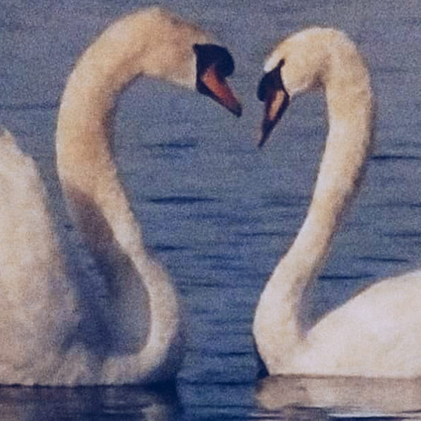 Ivonne-Alicia SCARPATI DESCLOUDS