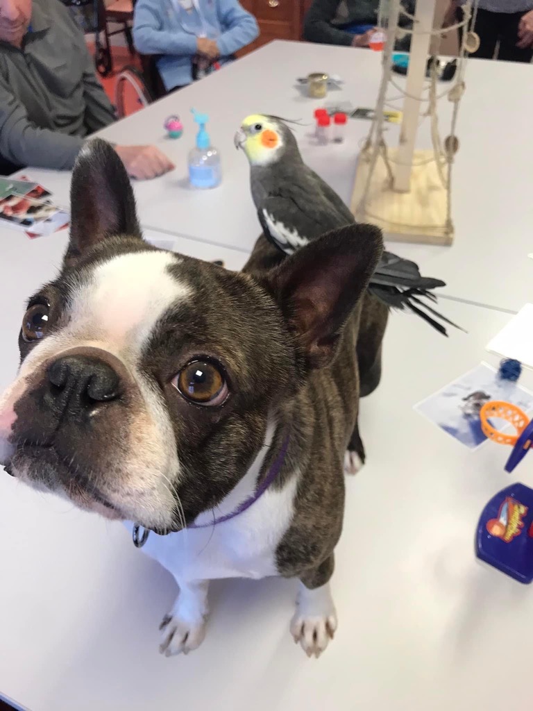 photo seance Panser Animal 