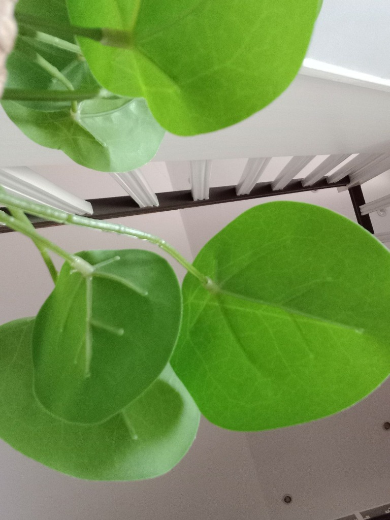 photo diplome Nathalie GUILLET