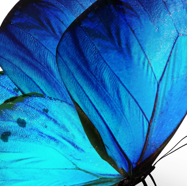 La Voie d’Angéline