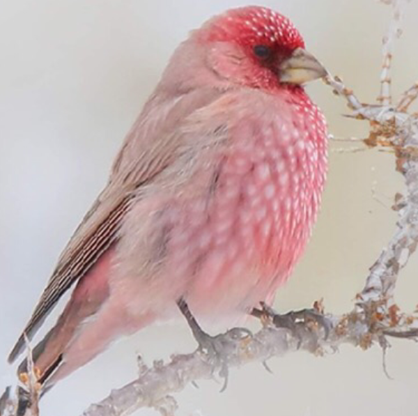 Le Souffle d’Après Navucet Sandrine