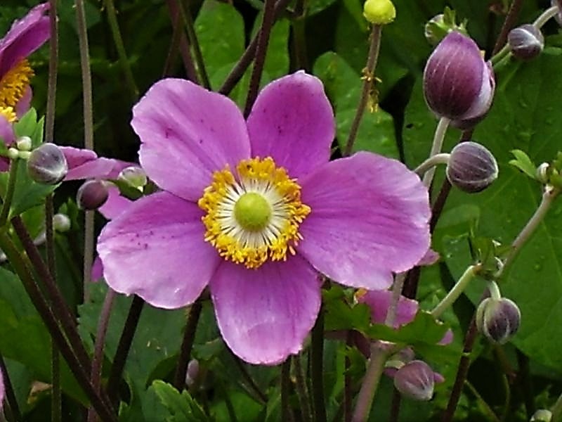 photo portrait Nadège DIVILLE