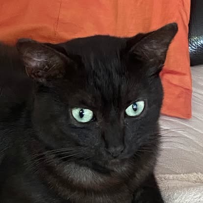 photo activite Pharelight 