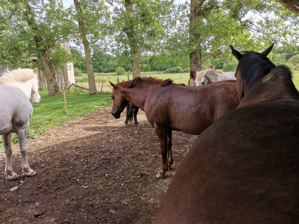 photo portrait Anim’Energies