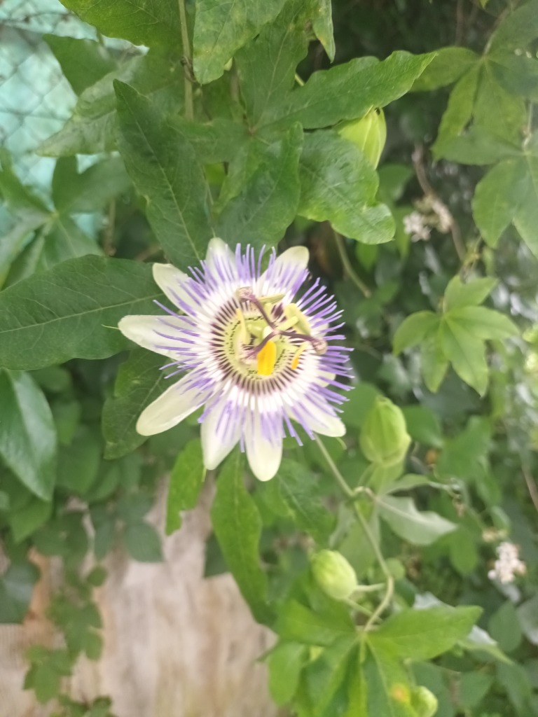 photo seance @Conseils.Naturopthie