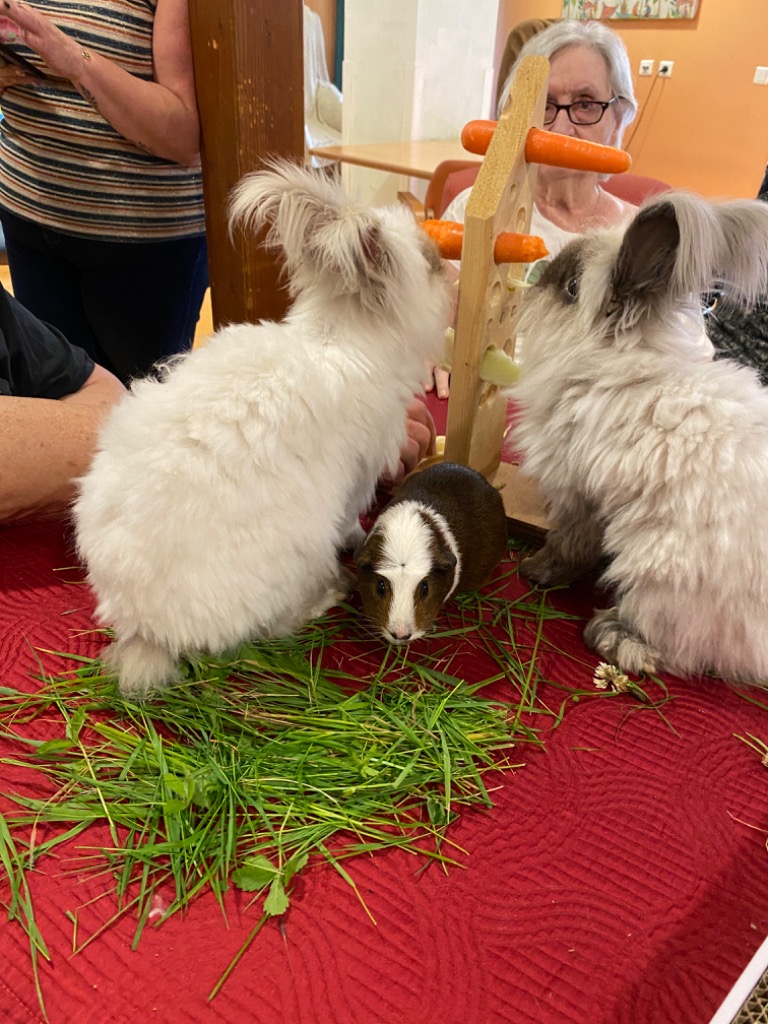 photo activite Catzen Médiation animale