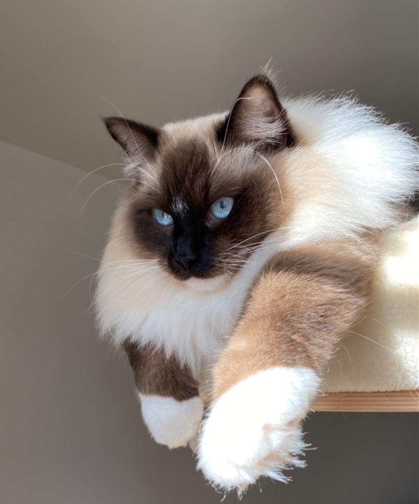 photo cabinet Catzen Médiation animale