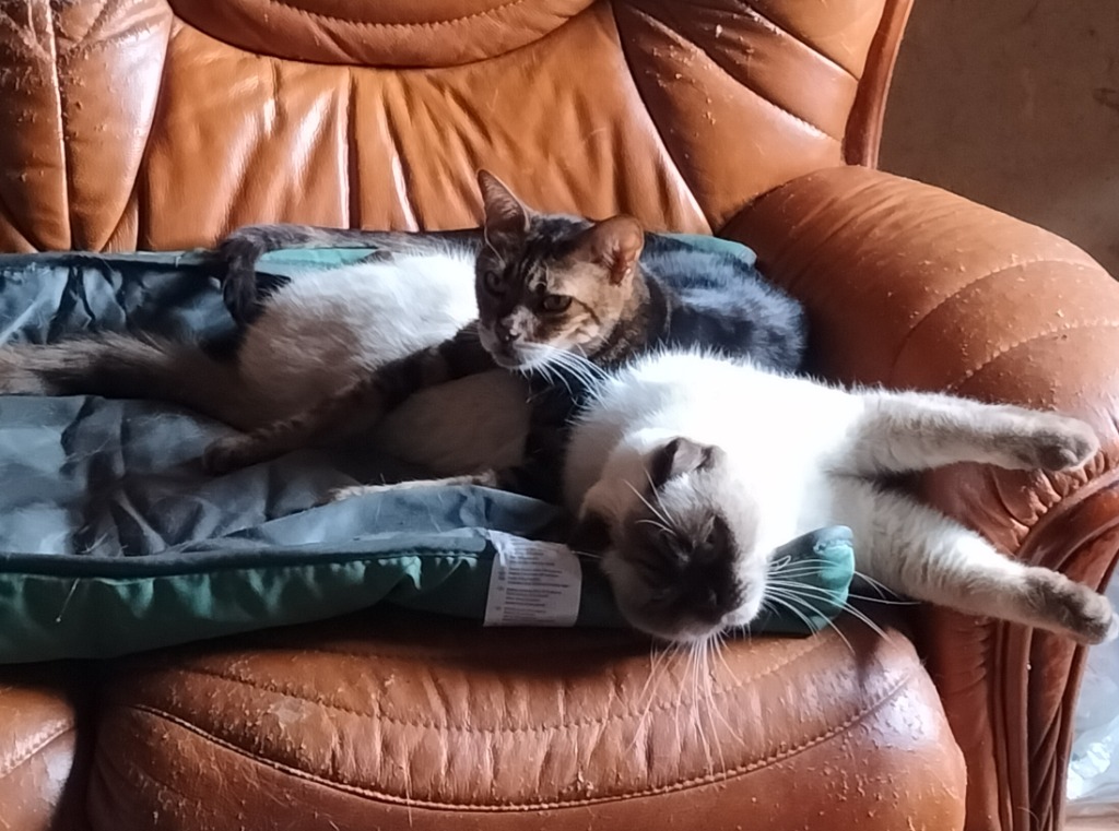 photo activite Cécile Massoubre Mareillaud EI