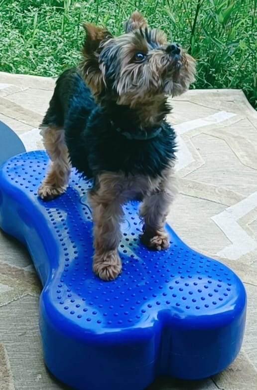 photo cabinet Sana Harche