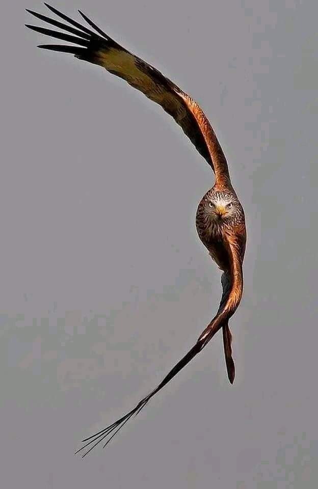 photo activite NaturoPlumes