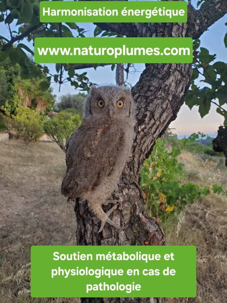 photo portrait NaturoPlumes