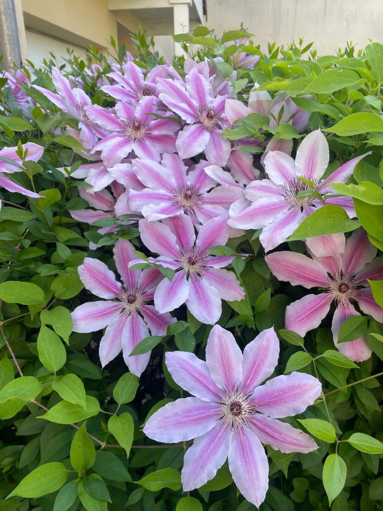 photo cabinet Natacha Willaume