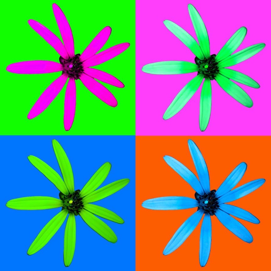 photo portrait Viviane Rolland