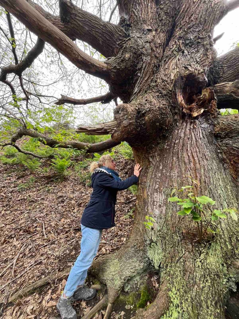 photo seance PLACIDE MAGNETISME