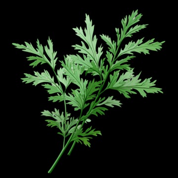 photo cabinet Artemisia Vulgarisation