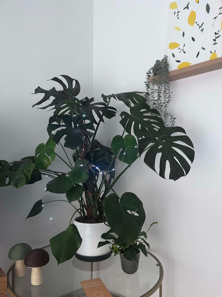 photo cabinet Romane Raoul