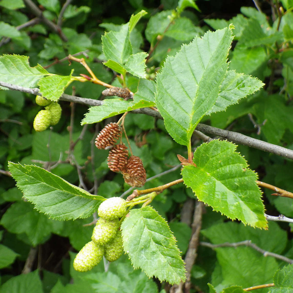 CHENEVEY Stéphane Zhangkai