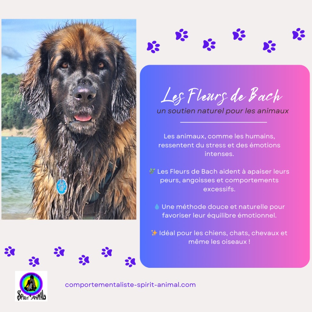 illustration Les fleurs de Bach et les animaux