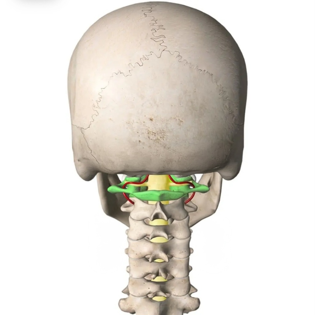 illustration Le repositionnement de l'Atlas