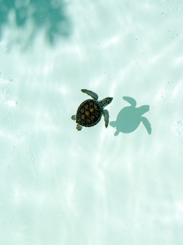 illustration La réflexologie : votre parenthèse pour apaiser le corps et l’esprit