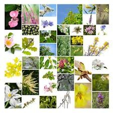 illustration Consultation Fleurs de Bach