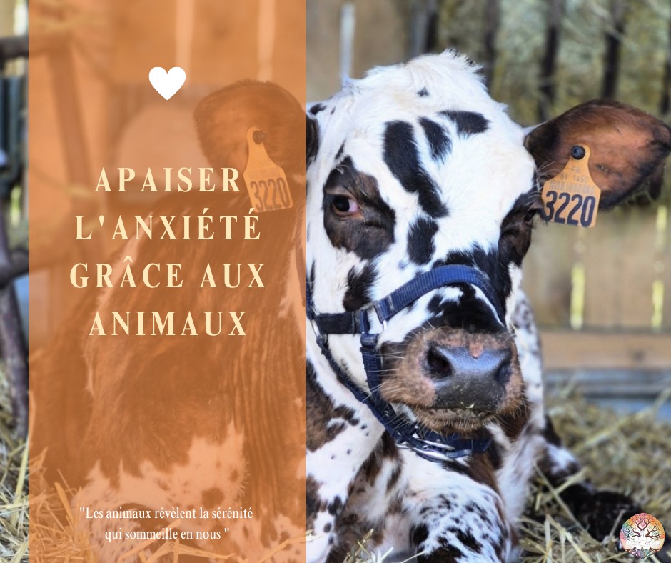 illustration Apaiser l'anxiété grâce aux animaux