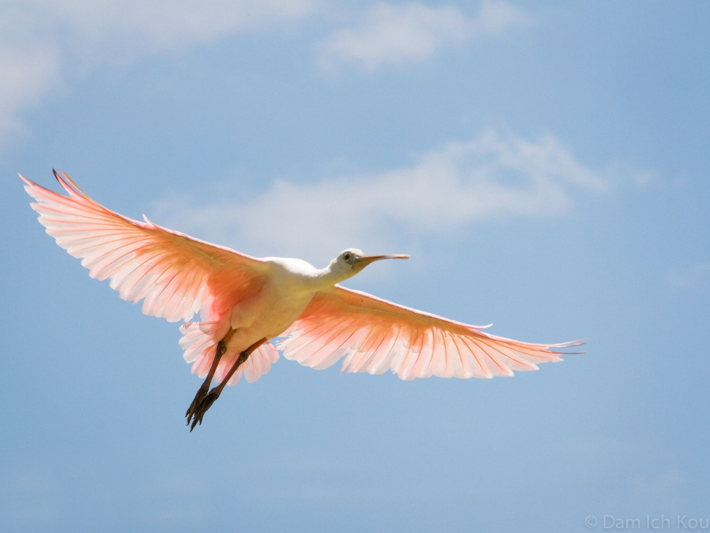 illustration Yin yoga / Yoga restaurateur