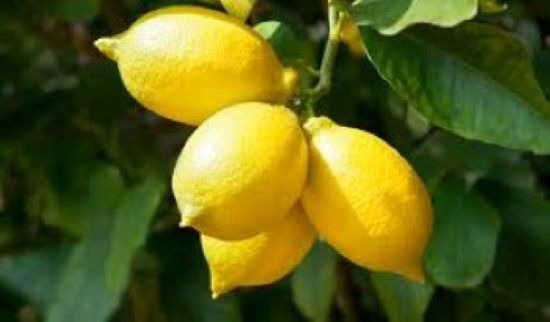 illustration LE CITRON