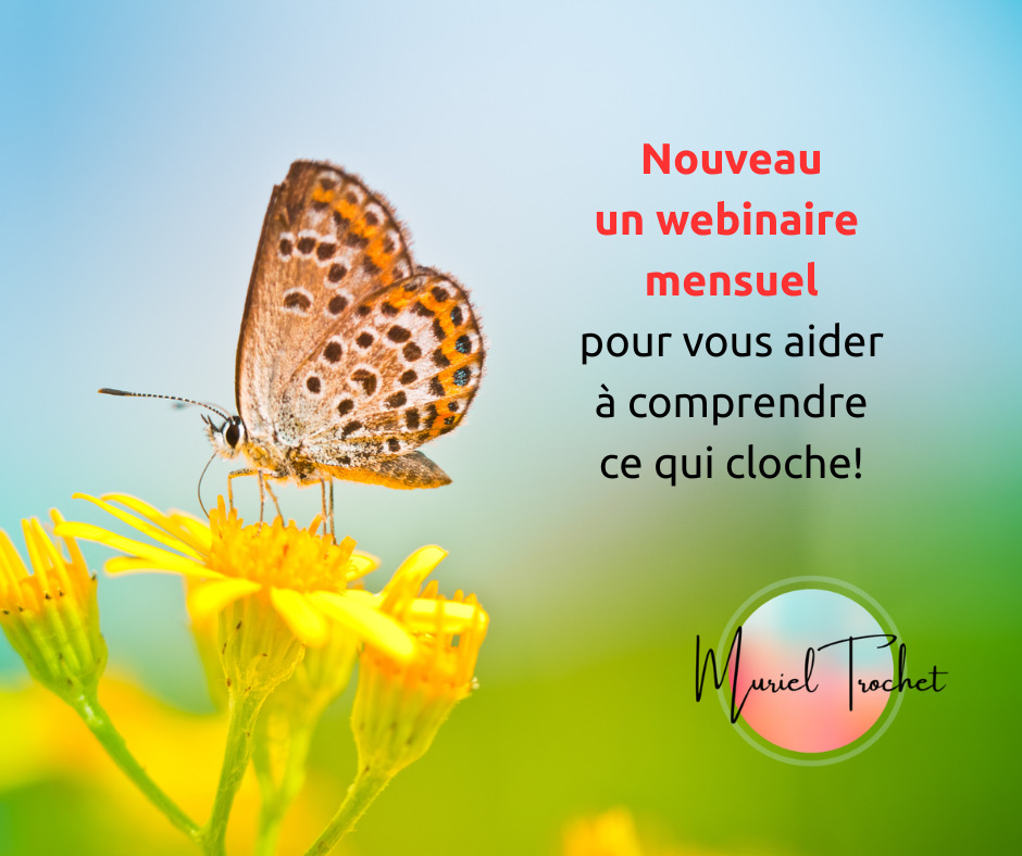 illustration Webinaire mensuel "L'effet Papillon"
