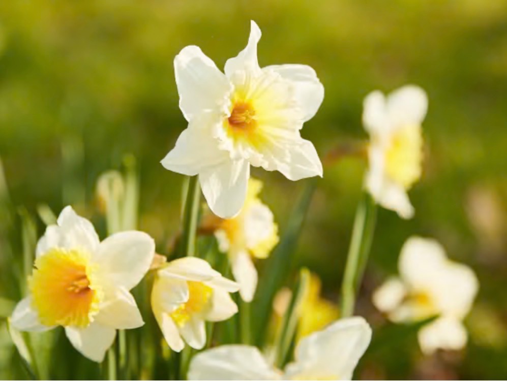 illustration 🌿 Cap sur le renouveau : Libérez votre énergie pour le printemps !