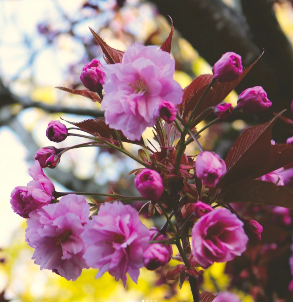 illustration Retrouver la santé passe par se reconnecter à la nature