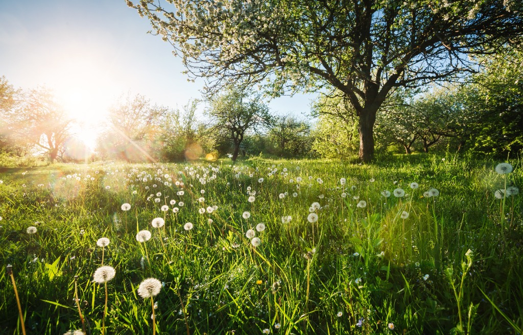 illustration Réflexologie saisonnière de printemps