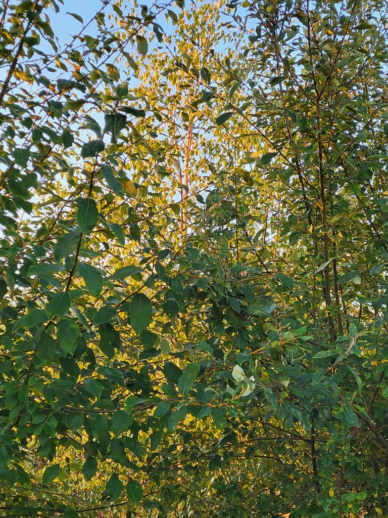 illustration Ne laissez pas les allergies vous gâcher la vie !!