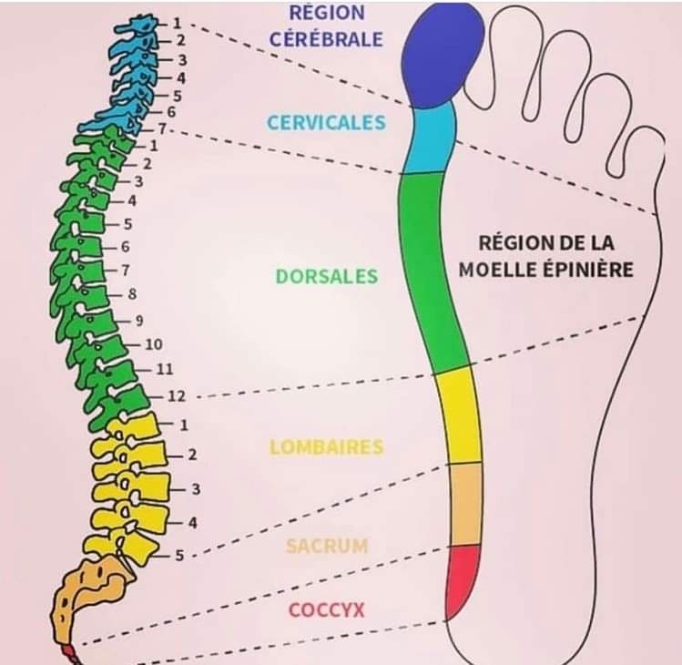 illustration 👣 Détente & Dos (Spécial Réflexologie)