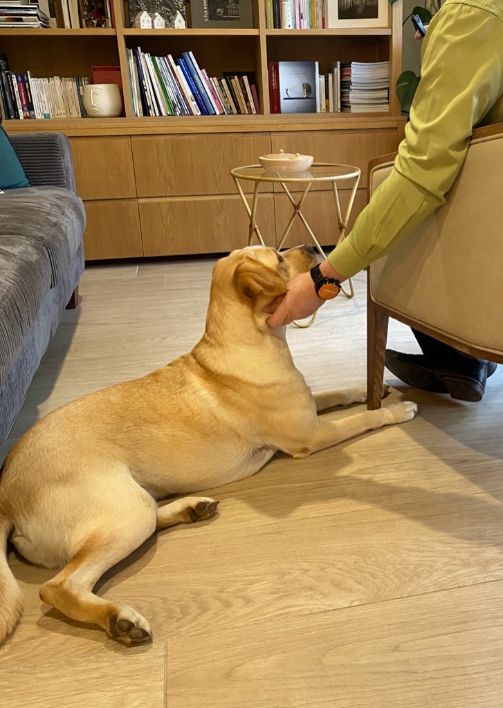 illustration Une présence rassurante  avec mon chien !