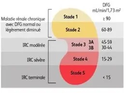 illustration Semaine nationale du rein : pensez à votre santé rénale