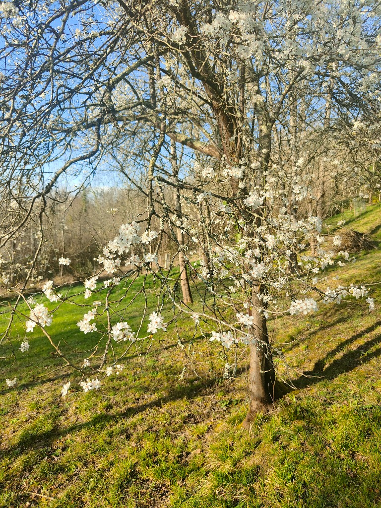 illustration Qi Gong et Naturopathie sur le thème du Printemps