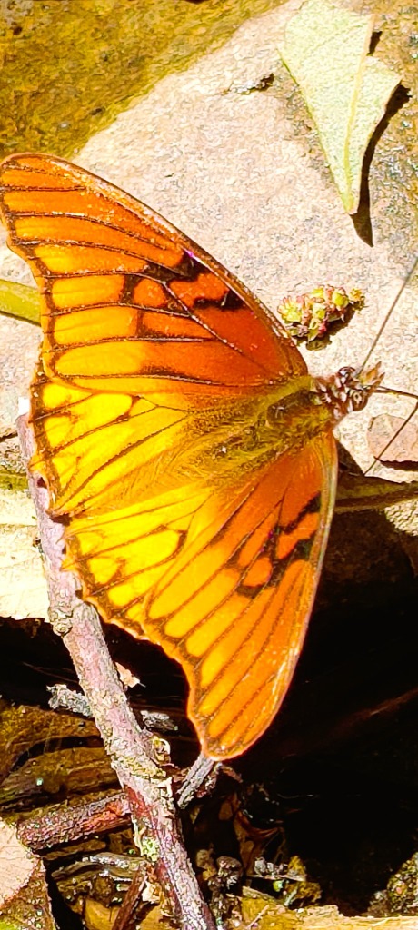 illustration ✨ Et si votre corps pouvait vous parler… et se réguler lui-même ?