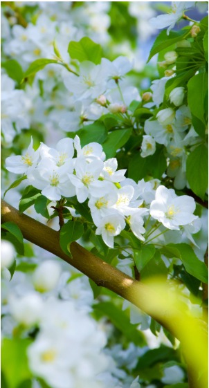 illustration Vivre le Printemps