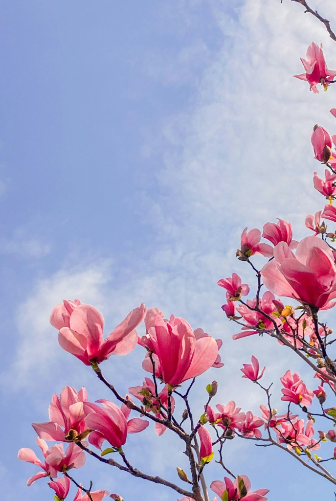 illustration Offre de Printemps — Séance d'hypnose à Saint-Denis : 60€