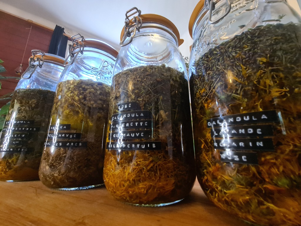 illustration Des plantes, du temps, et du soin : naissance de mes macérats