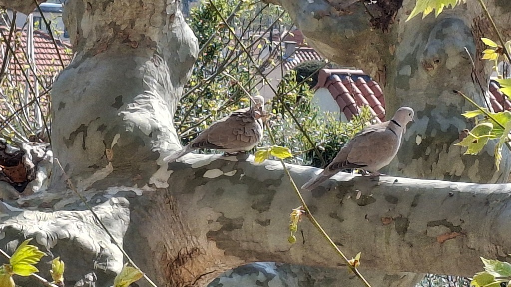 illustration Renouveau printanier