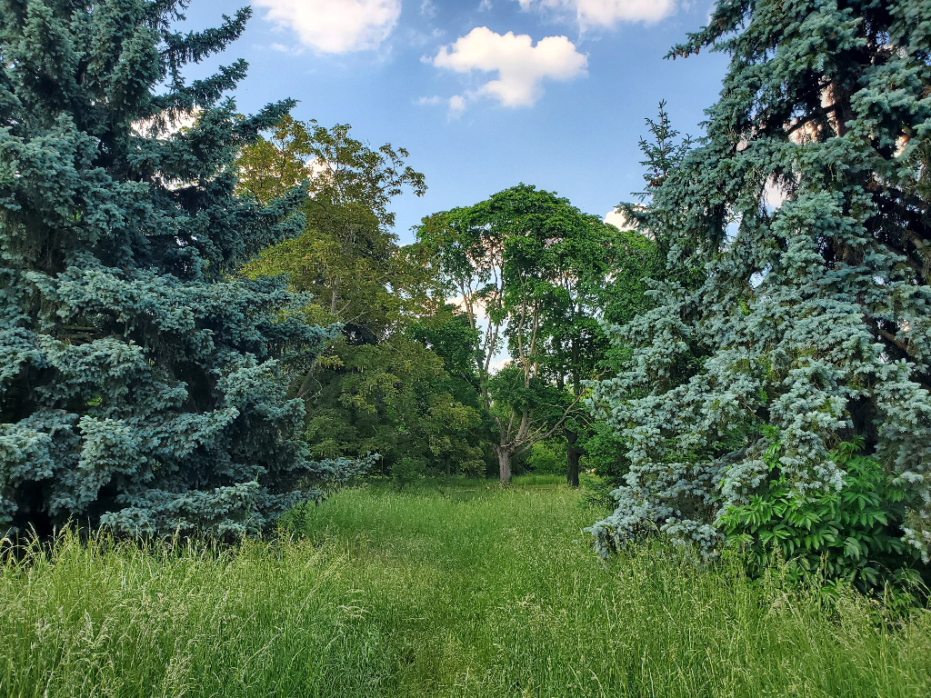 illustration Atelier de sylvotherapie à l'arboretum de Vincennes dimanche 19 avril de 10h à 12h30.