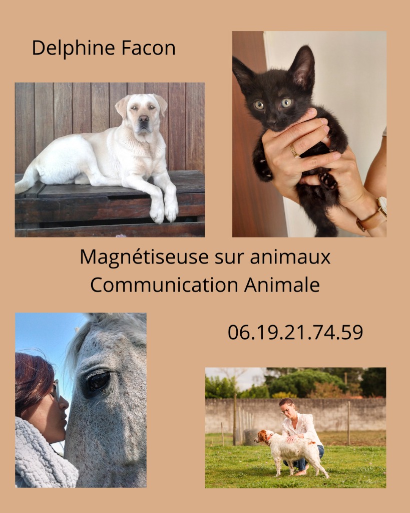 illustration Soin énergétique et magnétisme sur les animaux