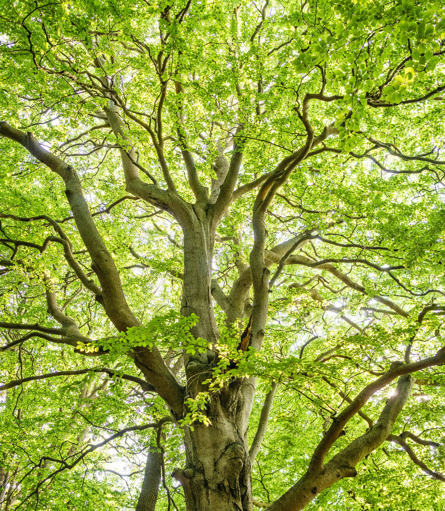 illustration Et si je ne vois rien pendant le Rêve ?