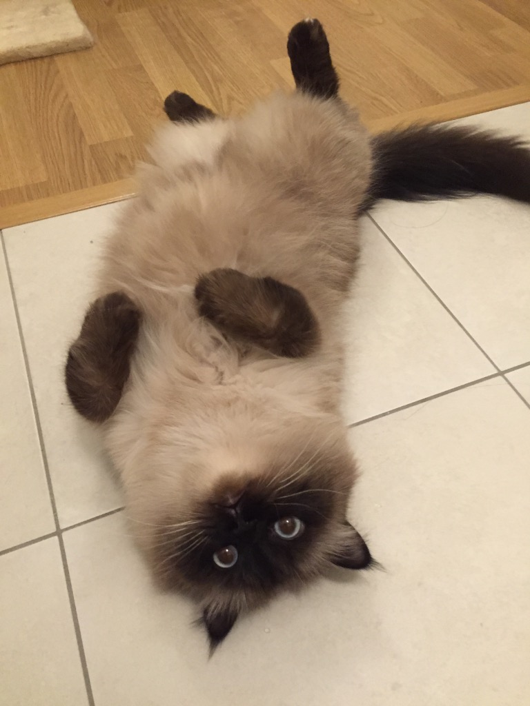 illustration Le meilleur co-thérapeute de la maison ne parle pas 😂